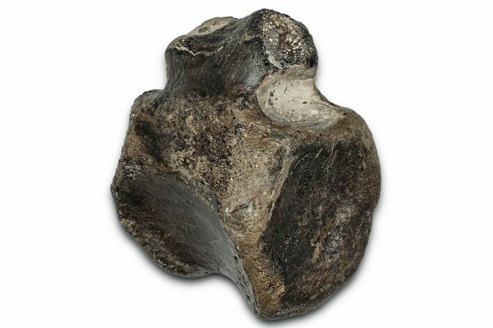 Cretaceous Fossil Iguanodon Vertebra - Isle of Wight, England #352093
